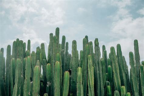 龍骨 仙人掌|龍骨仙人掌：居家綠意的新寵 – 植物盆栽綠寶典